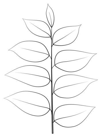 Kentucky Coffee Leaf Coloring Page